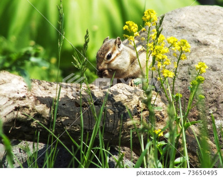 西馬里斯B29 73650495