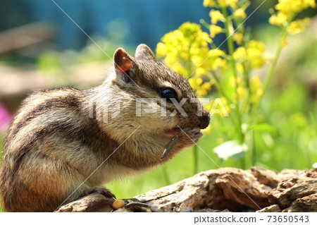 Chipmunk B63 Chipmunk B63 73650543