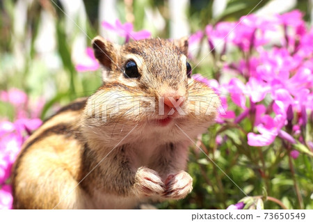 西馬里斯B68 西馬里斯B68 73650549