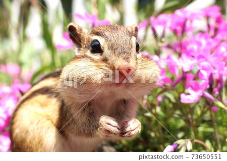 Chipmunk B68 Chipmunk B68 73650551