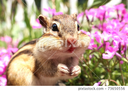 Chipmunk B70 Chipmunk B70 73650556
