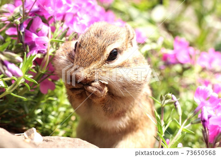 Chipmunk B81 Chipmunk B81 73650568