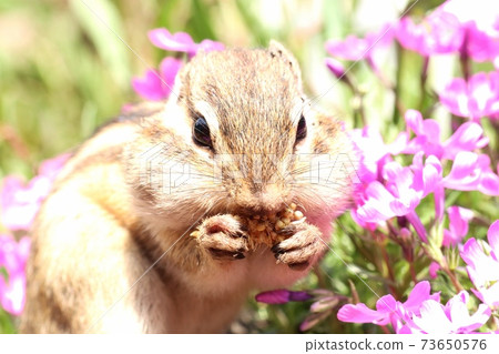 Chipmunk B89 Chipmunk B89 73650576