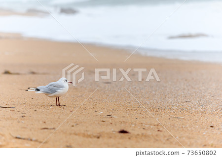 Black-headed gull on a sandy beach Black-headed gull on a sandy beach 73650802