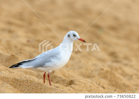 Black-headed gull on a sandy beach Black-headed gull on a sandy beach 73650822