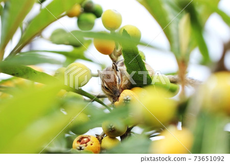 Chipmunk B190 Chipmunk B190 73651092