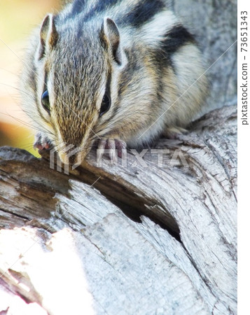 Chipmunk B209 73651343