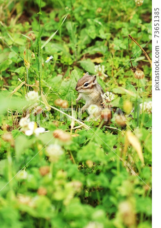 Chipmunk B249 Chipmunk B249 73651385