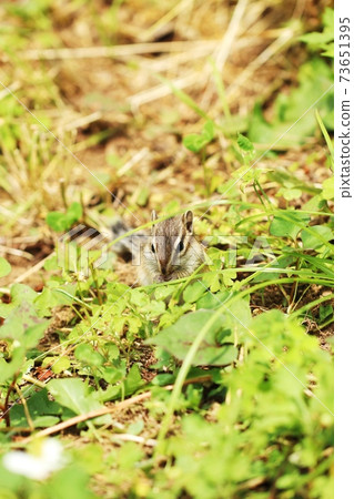 Chipmunk B259 Chipmunk B259 73651395