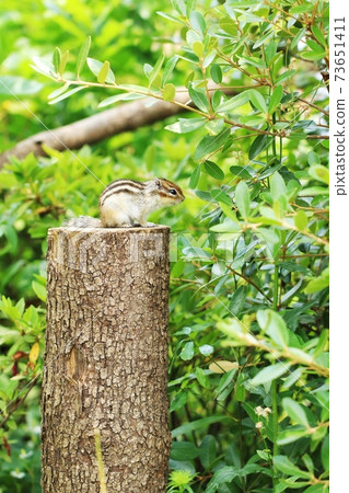 西馬里斯B274 73651411