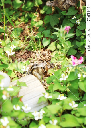 Chipmunk B277 73651414