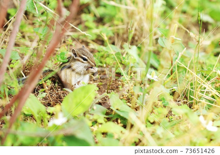 Chipmunk B288 Chipmunk B288 73651426