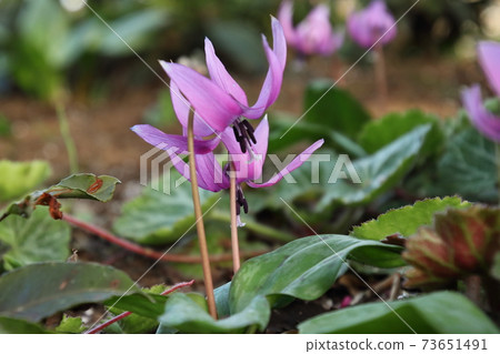 龍貓片谷森林 73651491