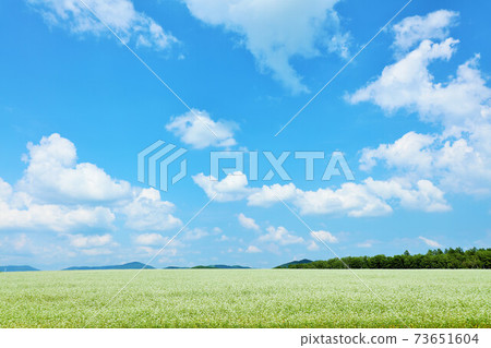 北海道夏季藍天和蕎麥場風光 73651604