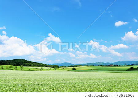 北海道夏季藍天和蕎麥場風光 73651605