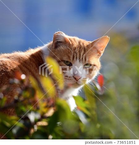 A little still distrustful eyes. it's OK. Tea tiger white cat. A little still distrustful eyes. it's OK. Tea tiger white cat. 73651851