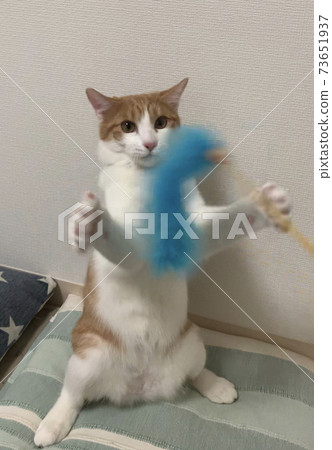 Bipedal cat 73651937