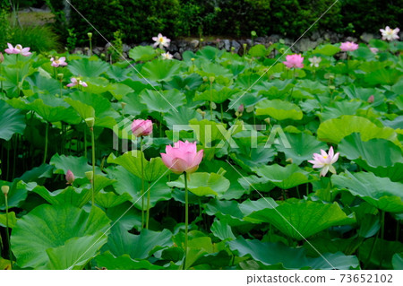Lotus flower Lotus flower 73652102