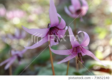 Katakuri in the Shimosato district of Ogawa Town 73652140