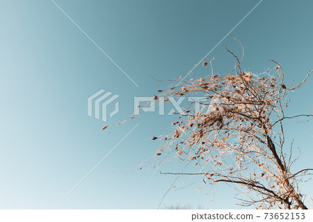 Winter blue sky and dead grass 73652153