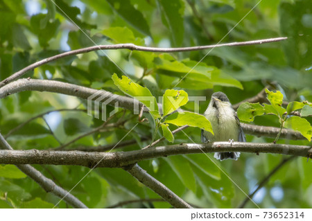 A familiar wild bird with a cute chest tie, great tit 73652314