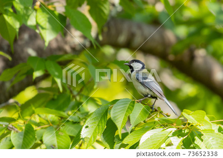 A familiar wild bird with a cute chest tie, great tit A familiar wild bird with a cute chest tie, great tit 73652338