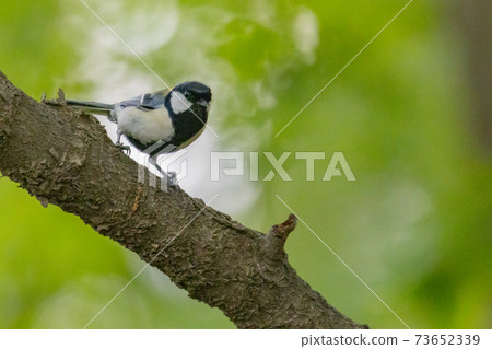 A familiar wild bird with a cute chest tie, great tit A familiar wild bird with a cute chest tie, great tit 73652339