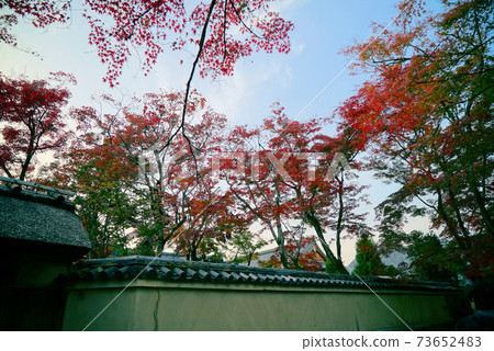 Beautiful autumn leaves _ Hogon-in 73652483