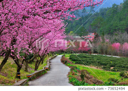Cherry blossom season 73652494