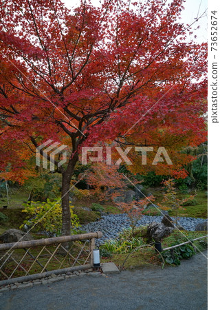 Beautiful autumn leaves _ Hogon-in 73652674