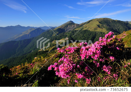 Mountains, azaleas, natural scenery Mountains, azaleas, natural scenery 73652675