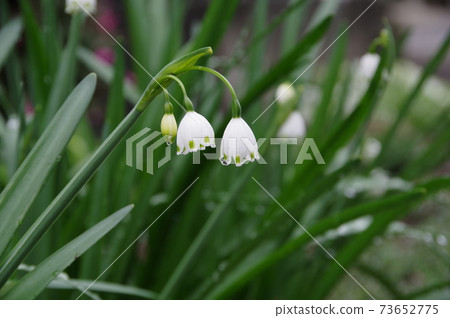 Suzuran水仙花在雨中濕 Suzuran水仙花在雨中濕 73652775