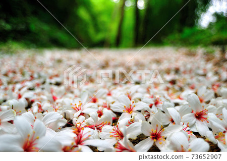 桐花步道 油桐花 照片素材 圖片 圖庫