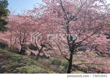 Kawazu cherry blossoms blooming in the mountains Kawazu cherry blossoms blooming in the mountains 73653041