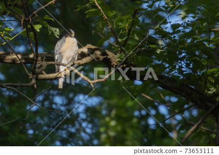 Birds of prey Tsumi, which has been used for falconry in recent years 73653111