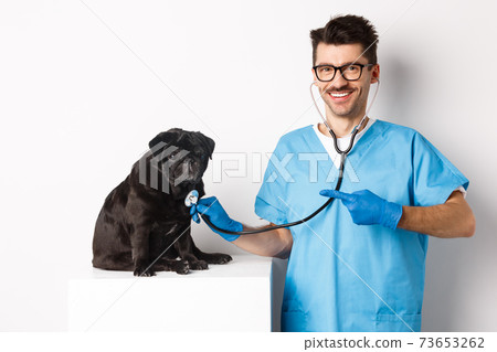Handsome veterinarian at vet clinic examining cute black pug dog, pointing finger at pet during check-up with stethoscope, white background Handsome veterinarian at vet clinic examining cute black pug dog, pointing finger at pet during check-up with stethoscope, white background 73653262
