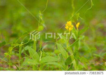 Yellow orchid in the forest Kinran Yellow orchid in the forest Kinran 73653675