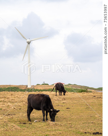 石垣牛肉 石垣牛肉 73653997