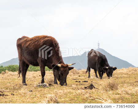 石垣牛肉 石垣牛肉 73654000