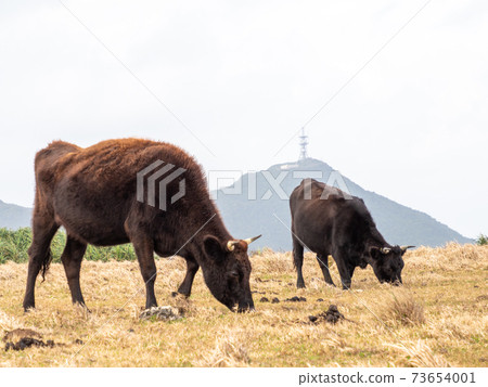 石垣牛肉 73654001