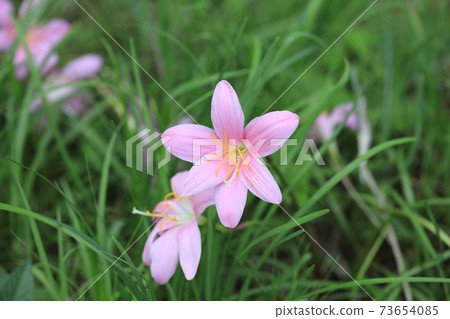 Saffron Moddoki Saffron Moddoki 73654085