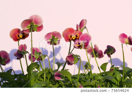 Viola Viola 73654624