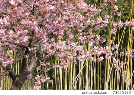 Kawazu cherry tree of Okegawa Ishikawa River 73655129