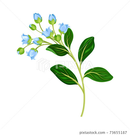 Blue Bellflower on Stem or Stalk as Meadow or Field Plant Vector Illustration 73655187