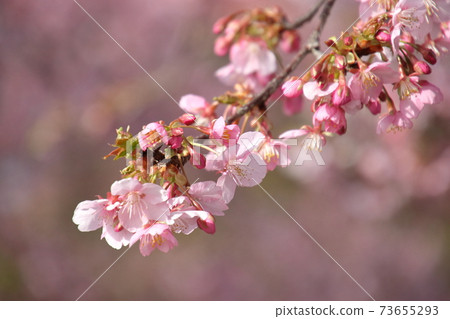 桶川石川河川河櫻樹 桶川石川河川河櫻樹 73655293