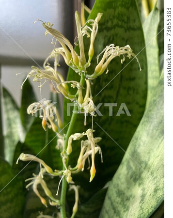 Sansberia花的盡頭 Sansberia花的盡頭 73655383