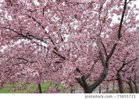 Kawazu cherry tree of Okegawa Ishikawa River Kawazu cherry tree of Okegawa Ishikawa River 73655715