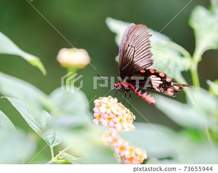 A cute butterfly that sucks nectar from flowers Benimon Ageha 73655944
