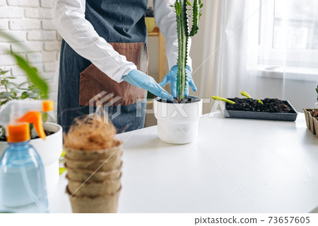 Unrecognizable female transplanting home plant close up. 73657605