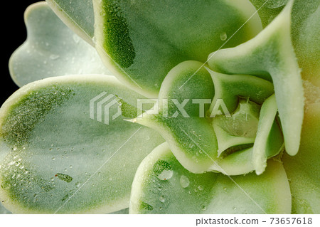 Small plant succulent on black background, macro Small plant succulent on black background, macro 73657618